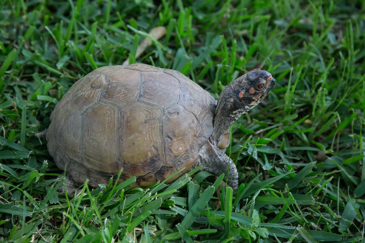 artcellarhou's tweet photo. @twrcwildlifecenter will be a vendor at our #oktoberfestartmarket on September 29th from 11a to 6p. @watsonspub @artcellarhouston @ecdfarmersmarket are teaming up to host the largest #blockparty in #westhouston #artishappiness #shoplocal #supportlocal #makeityourown #artists https://t.co/I9lfUFKq3R