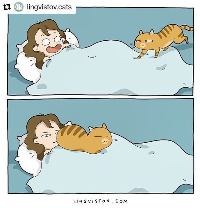 #Repost <a href="/lingvistov/">Lingvistov</a>.cats
・・・
#truth #catboss #acatslife #catsrule #cat #catsofinstagram #lovecats #instacats #instagramcats #ilovecats #petsofinstagram #petstagram #funny #funnyanimals instagram.com/p/BmkDB-TFWoA/