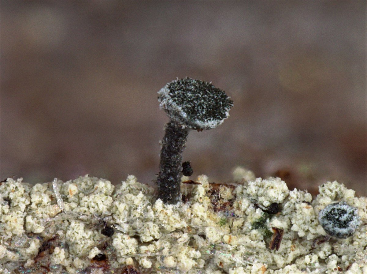 TroyMcMullin's tweet image. Redwood stubble #lichen (Calicium sequoiae), @MuseumofNature #globallichendiversity #natureforall #California #oldgrowth