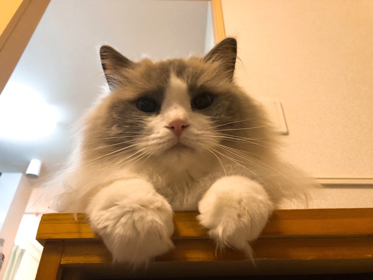 raguel000's tweet photo. ⚾️常葉大菊川負けてしまったにゃ😿 https://t.co/0O6PwjlqmZ