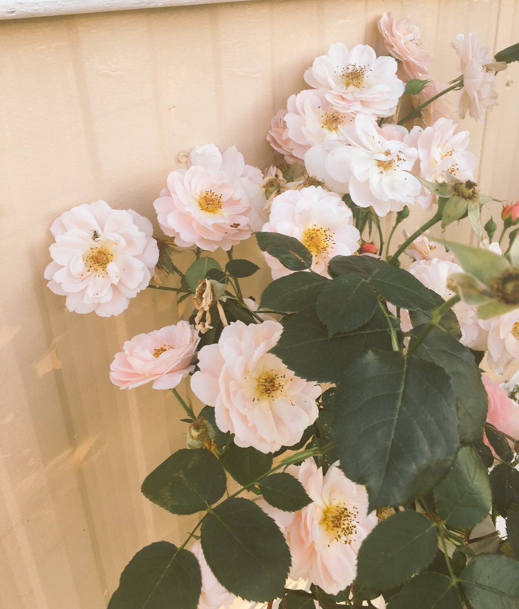 PourriPrincess's tweet photo. Roses finished growing but at least they always serve as a beautiful thing to look at every year c: https://t.co/jCXmDRDziC