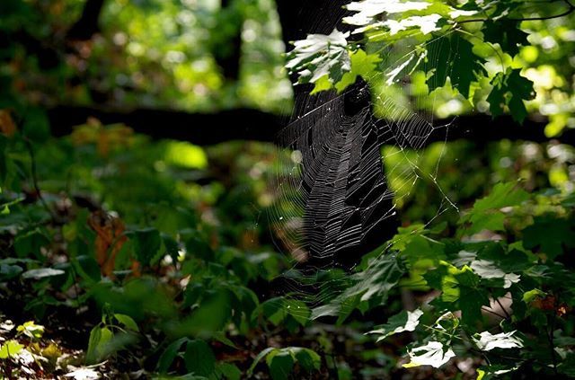 videoflyer's tweet image. Beauty's where you find it. .
.
.
.
#SpideyStyle #SpiderFancy #StarvedRock #Dappled #PuttingTheWebInTheWeb ift.tt/2nJMl2k