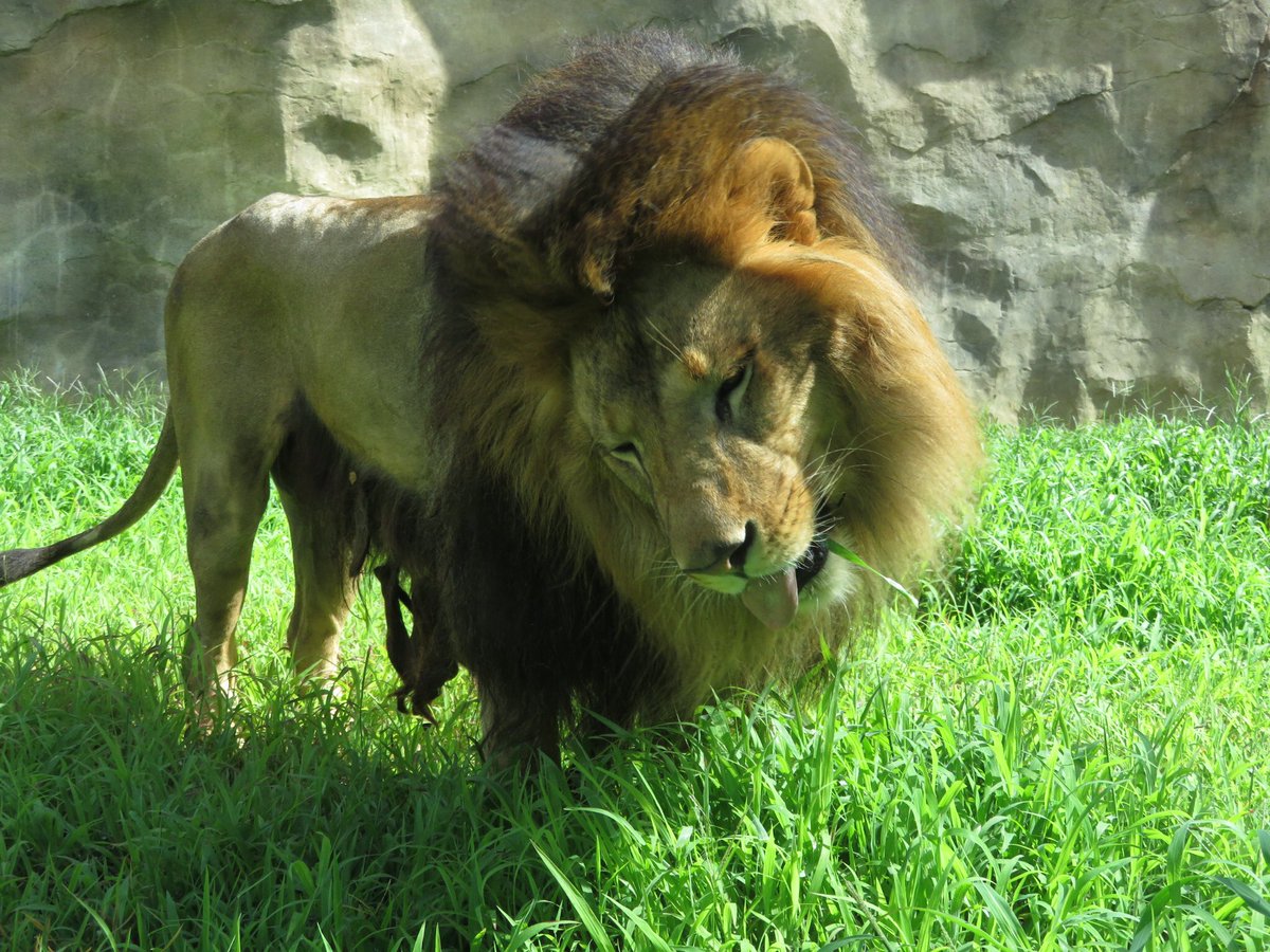 千葉市動物公園 公式 En Twitter 今朝のアレン 出てきて草 を食べ始めました ネコ科動物の多くは 体を舐めた時に体内に入った毛を吐き出すために 草を食べることがあるんです 飼2 Chibazoo ライオン
