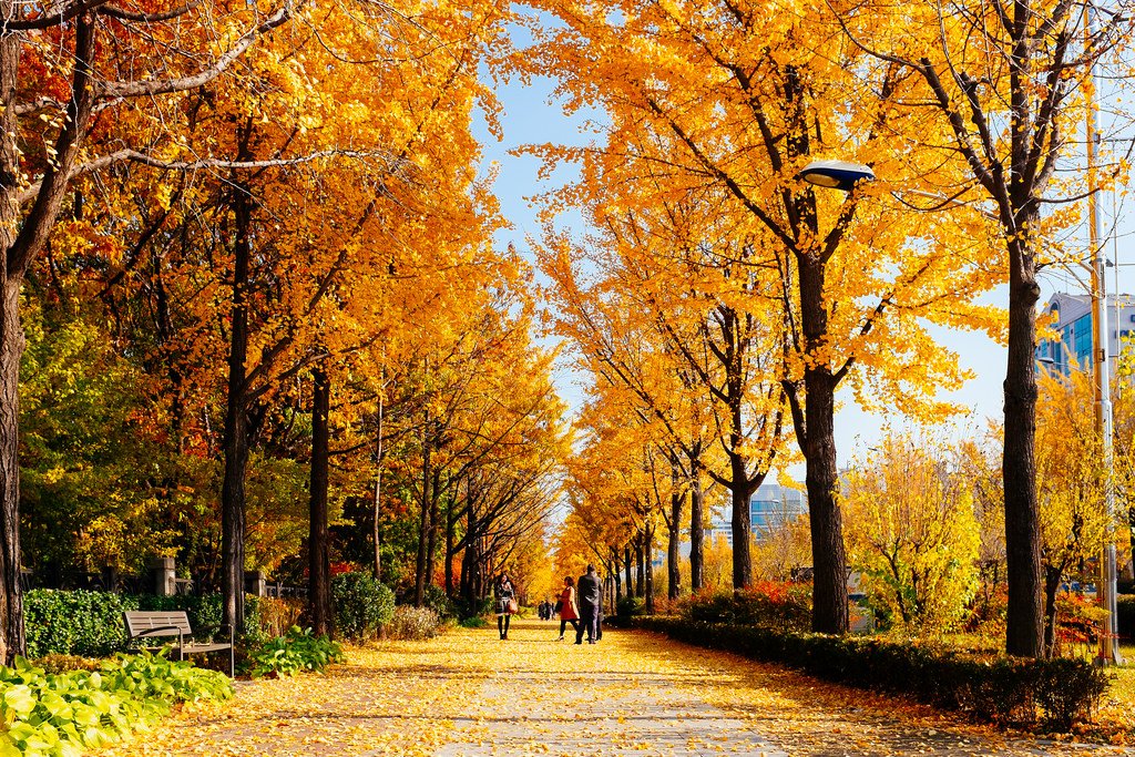Какая сейчас осень. Осень Сеул парк. Корея Сеул осенью парк. Золотая осень Сеул. Парк Сеульский лес осенью.