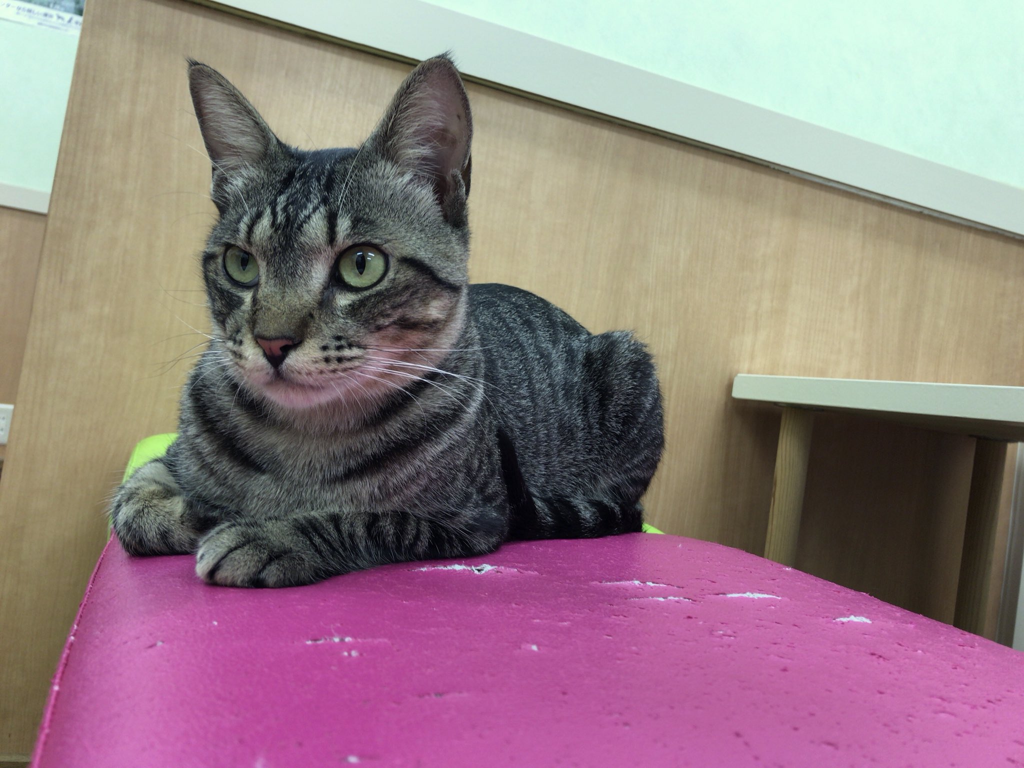 猫カフェsoseki Twitter Search Twitter