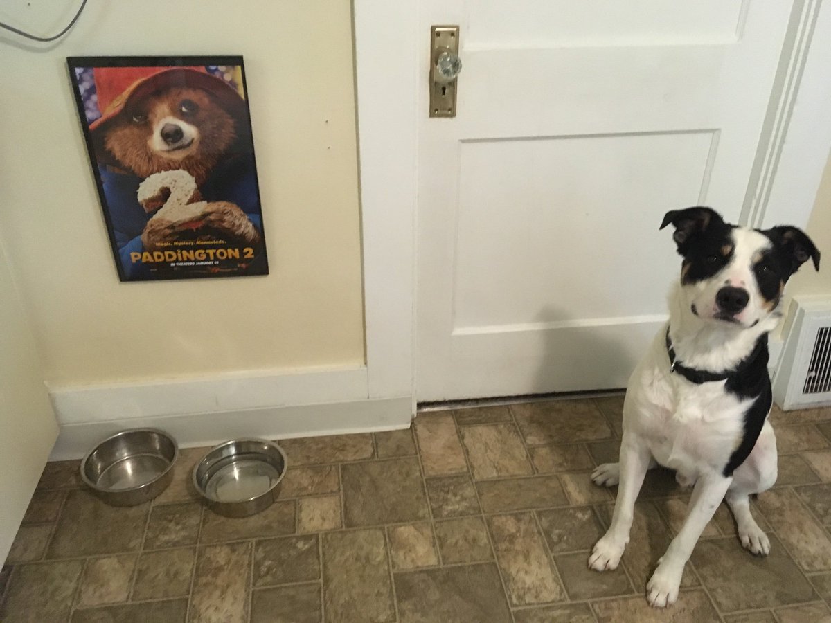 Alexa_McC's tweet photo. Welcoming our new pup #Paddington in honor of our favorite film @PaddingtonMovie @Paddington2News 
@paddingtonbear https://t.co/7undGuhObp