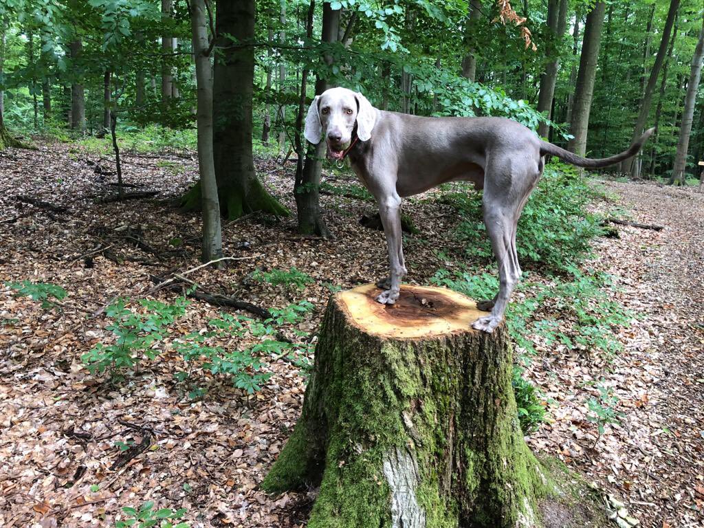 KuijkML's tweet image. Guten Morgen 🌞