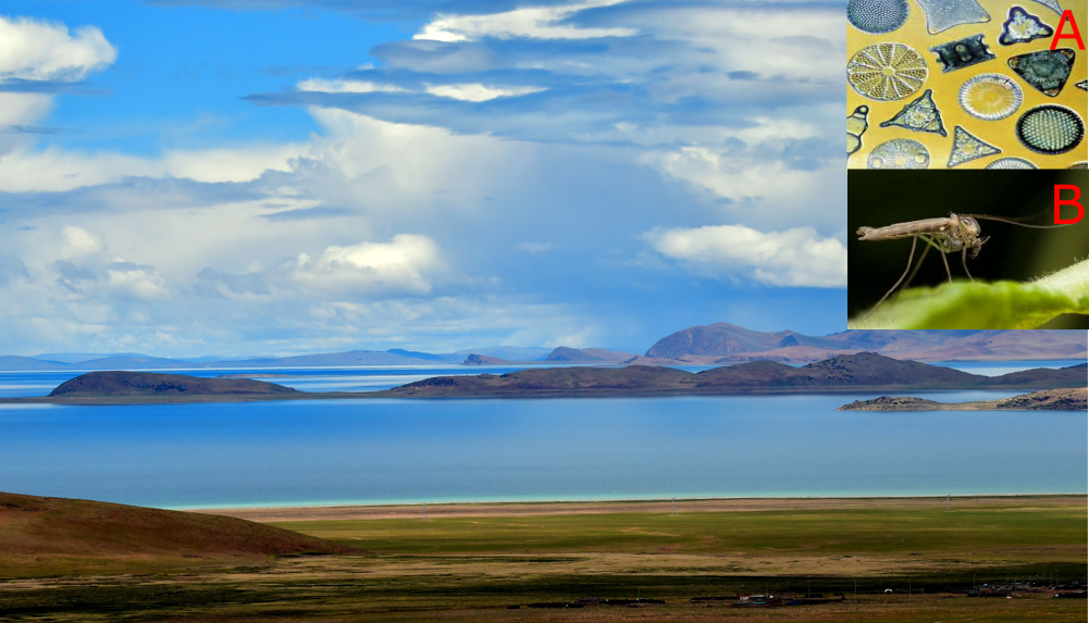 TransTiP tweet media