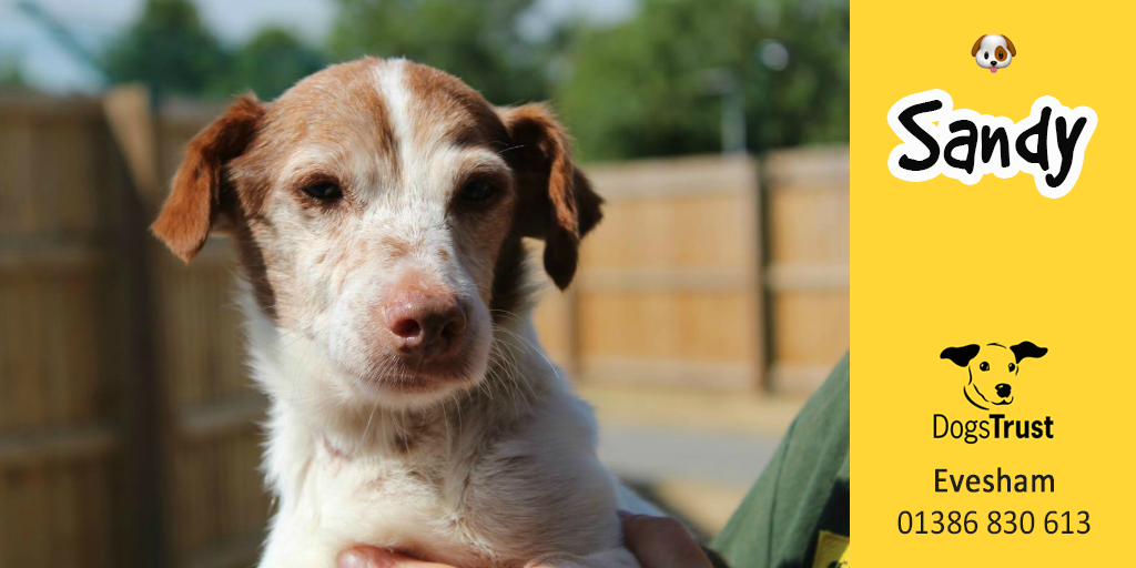 15 year old Sandy from <a href="/DT_Evesham/">Dogs Trust Evesham</a> takes the crown as Dogs Trust's oldest resident 👴🐶 

This old aged pooch is a sweet boy who is looking for a quiet home with a nice spot to curl up in with his new family – although he still has a playful side! 👉 fal.cn/Vht2