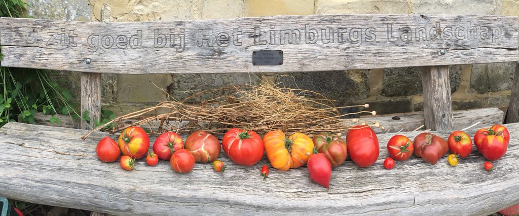 Tomaten uit de moestuin