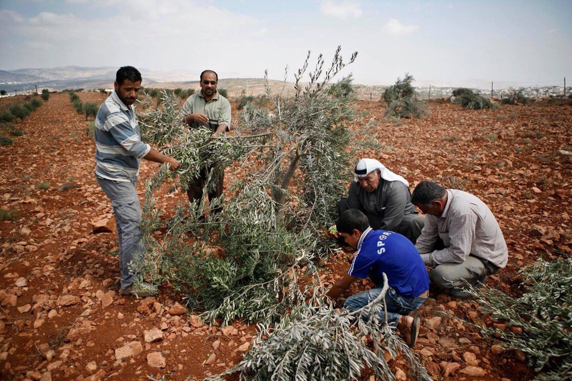 Extremist Israeli settlers chopped down approx 200 olive trees in village of Lubban al-Sharqia in occupied West Bank last night࿐never-ending Zionist attempts to terrorise Palestinians off their land #CrimesOfIsrael  @btselem17/8/18 #GroupPalestine #قروب_فلسطيني(Archival photo)