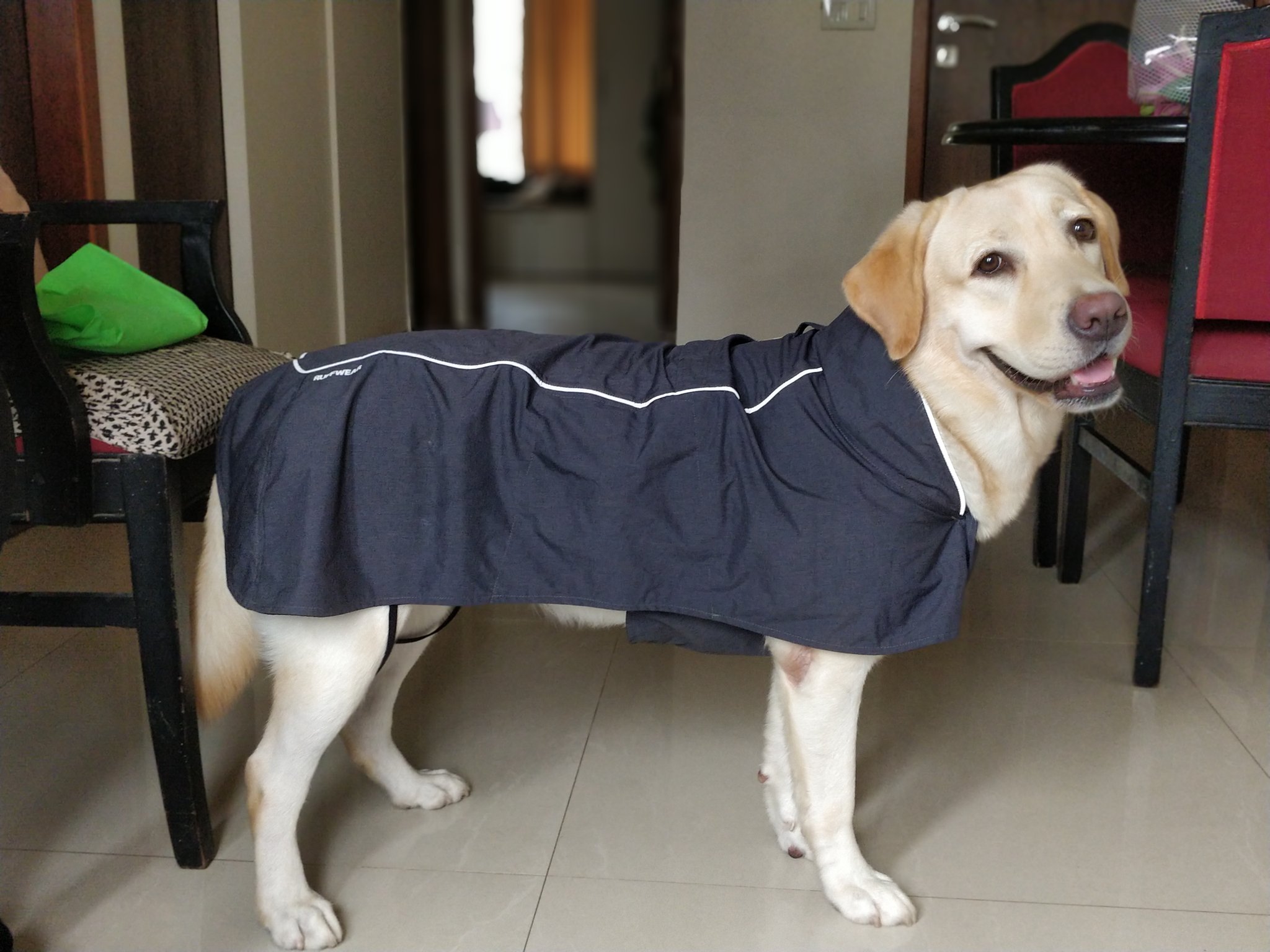 ruffwear aira