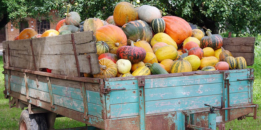 WeSpeakFresh's tweet image. Life is gourd. Here are 10 things to know about pumpkins, gourds, and squash: ms.spr.ly/6019rfWk9