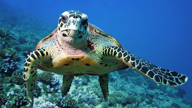 Oggi #17agosto é il #tartaday la giornata mondiale per la salvaguardia delle #tartarughemarine e del loro habitat.

Soffocate dalle plastiche, intrappolate nelle reti, intossicate dai rifiuti: le tartarughe marine hanno bisogno di aiuto.