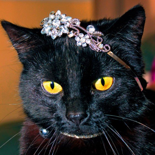 BLucky23's tweet photo. #BlackCatAppreciationDay https://t.co/w1PmGsqO8r