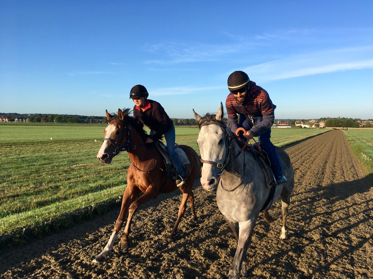 JohnWathenBerry's tweet photo. Beautiful conditions on Long Hill @NewmarketGallop this morning #LaParisienne #WhiteValiant https://t.co/DiFO85ZccW