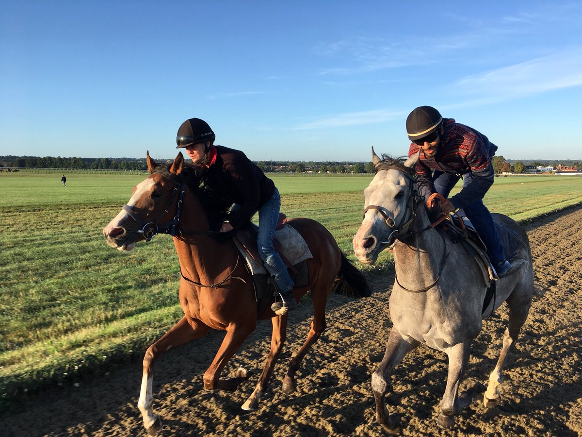 JohnWathenBerry's tweet photo. Beautiful conditions on Long Hill @NewmarketGallop this morning #LaParisienne #WhiteValiant https://t.co/DiFO85ZccW