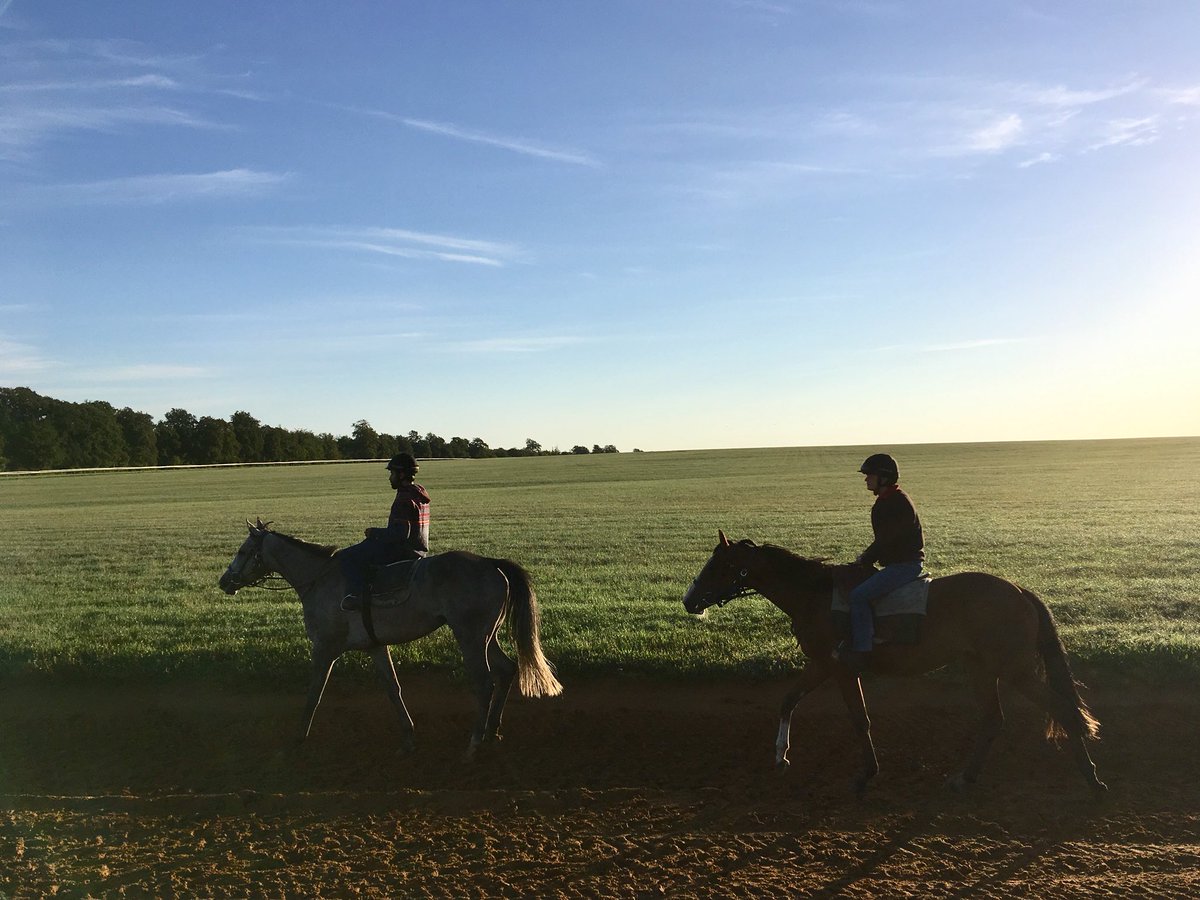 JohnWathenBerry's tweet photo. Beautiful conditions on Long Hill @NewmarketGallop this morning #LaParisienne #WhiteValiant https://t.co/DiFO85ZccW