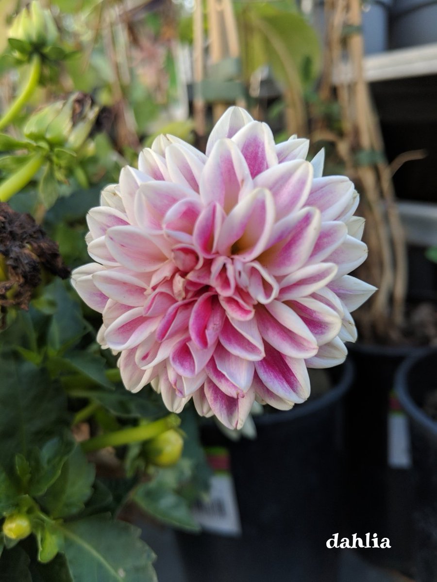 Good morning everyone, happy Friday, today's photo is of a dahlia, I just love the shape and colours of this flower, it is so symmetrical, hope you all have a lovely day, with fun and sunshine xx🏵️🌺🌸💮🌹💐🌞🐛🦋