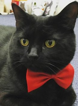 Today is a very important day. It is #BlackCatAppreciationDay We are less likely to get adopted than other fur colour cats and some people say we are less photogenic. Share your black cat photos today and let's ensure every pic gets at least 1 like 😻