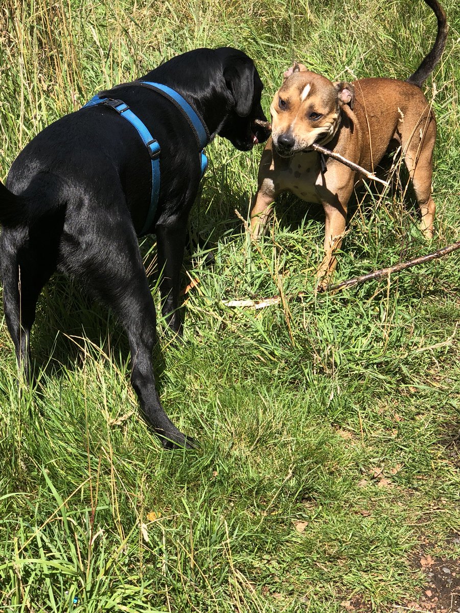 WellDogWalker's tweet photo. Duke 😍 https://t.co/MUthNFlNHL