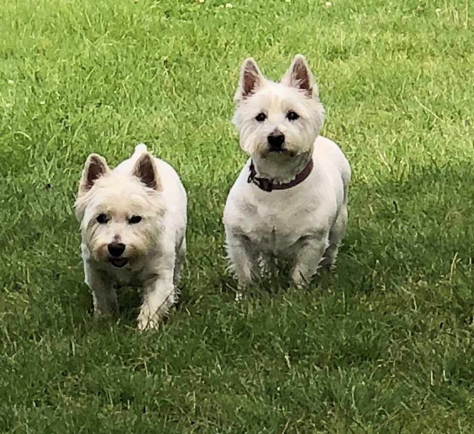 WellDogWalker's tweet photo. Heidi and Holly ❤️ https://t.co/gtoo32tEcK
