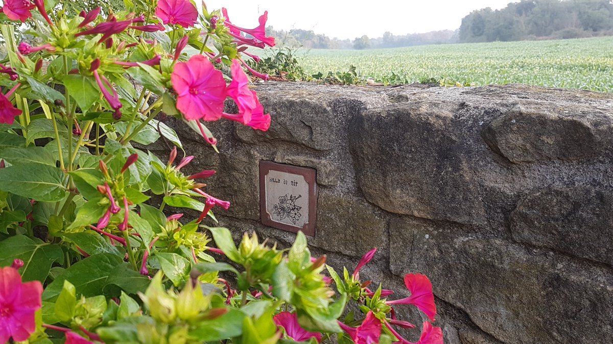 FJVerdaguer's tweet photo. Avui és #SantJacint. Flors fresques per felicitar a tots els #jacint #cinto #cintet #cinta. 
'N'hi ha una flor bella 
que amb lo dia s'esbadella
i amb ell al vespre se clou.' 
Jardí Brins d'Espígol #Folgueroles https://t.co/GxFMM4yWGE