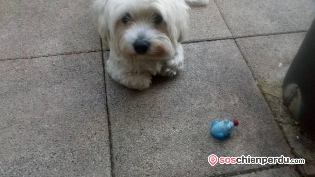 Soschienperdu On Twitter Chien De Race Bichon à Poil Frisé