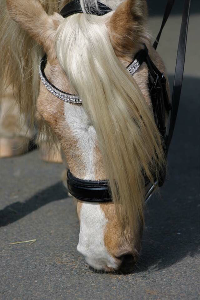 StampedeEq's tweet photo. Happy Friday great to follo horse lovers #247equestrian #HorseChatHour #HorseHour #riderhour #EquineHour #aponyhour #TheDressageHour #eventinghour #tackroomfriday #DressageCoach #SRGallop #ACE_equestrian #DayGee #poniemadmollie #SummerhouseEC #MandyDay123 #ckajones https://t.co/4XvF0pbRbr