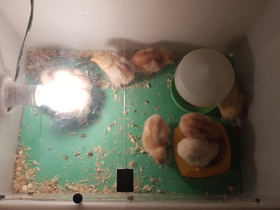 Miss Henley tweet media