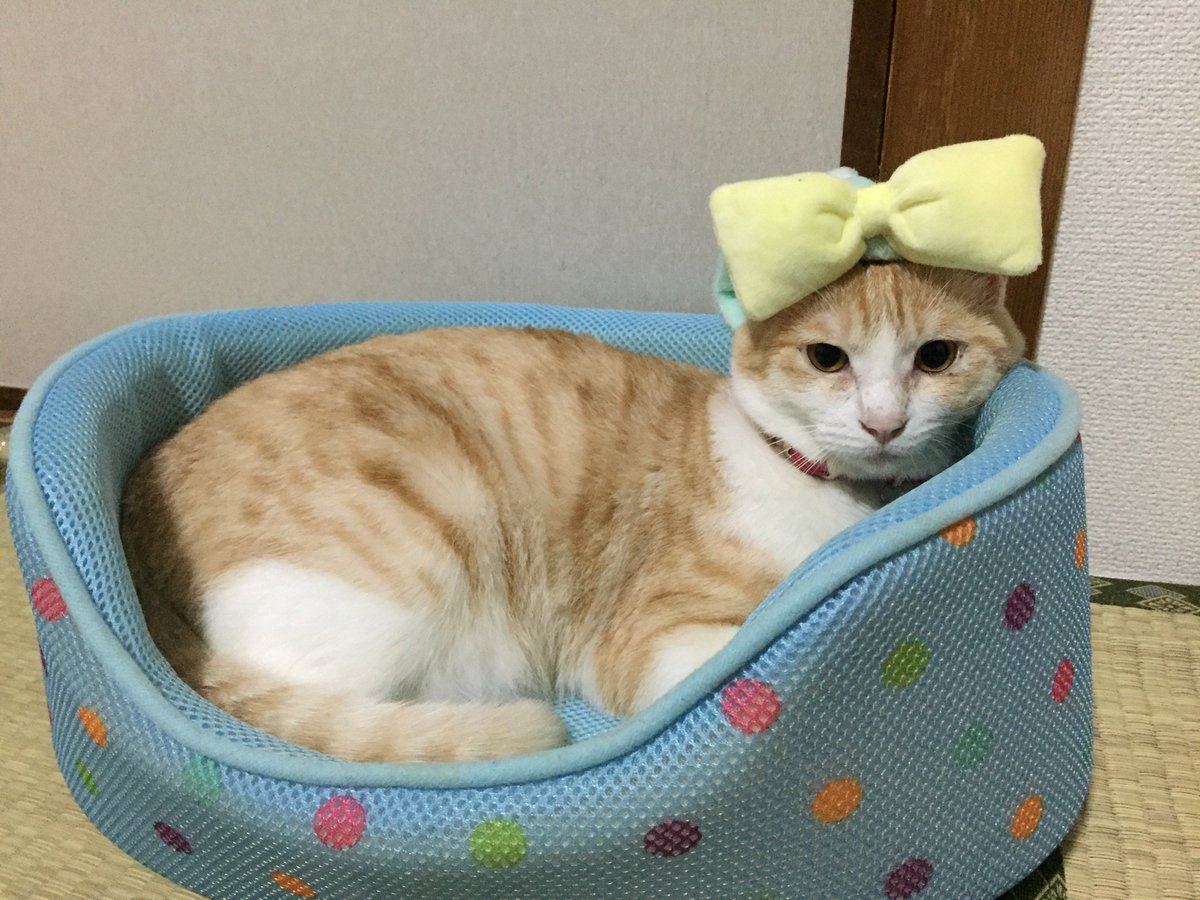 Cute picture of female cat miyaa (@miyaa_gazou) on Twitter photo 