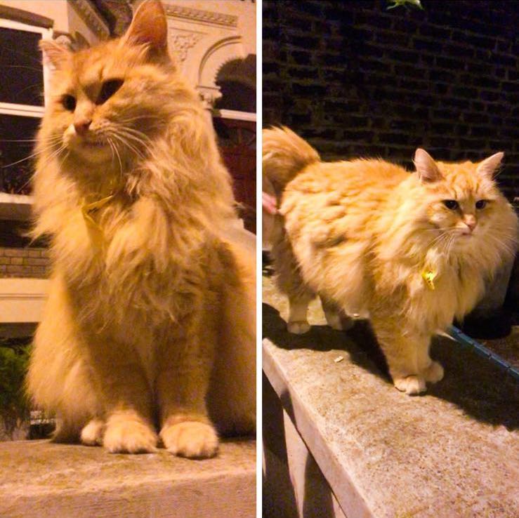 findingmrmuk's tweet photo. My beloved #mrmuk is still missing – a fluffy Siberian Forest #gingercat – stolen from the front of my house on 30 July in #canonbury #islington – please please #retweet &amp; share the poster 🙏🏻 #findingmrmuk https://t.co/N808UcPd9p @RSPCA_official 
@DoglostUK @AnimalSearchUK https://t.co/k42BJUwjhE