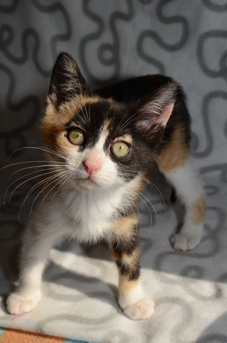 Reseau Adoption Vahine Est Adoptee Pour Aider Gratuitement Chatquiberon En Lui Donnant Vos Coups De Pattes Cliquez Ici T Co Ftp4emp0ba Association Adoption Chat Chaton Refuge Morbihan Bretagne Coupdepatte T Co