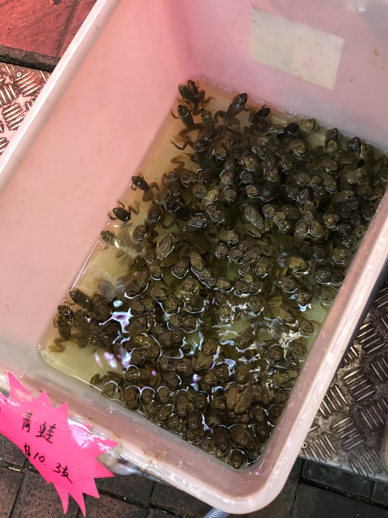 ট ইট র Dr T 香港の熱帯魚屋さんで売ってる 見た目にインパクトのある餌 カエル スッポン 虫の真空パック スッポンはたまに変な見た目のやつがいるのでつい買いたくなる 我慢 ট ইট র Dr T 香港の熱帯魚屋さんで売ってる 見た目にインパクトのある餌 カエル スッポン 虫の真空パック スッポンはたまに変な見た目のやつがいるのでつい買いたくなる 我慢