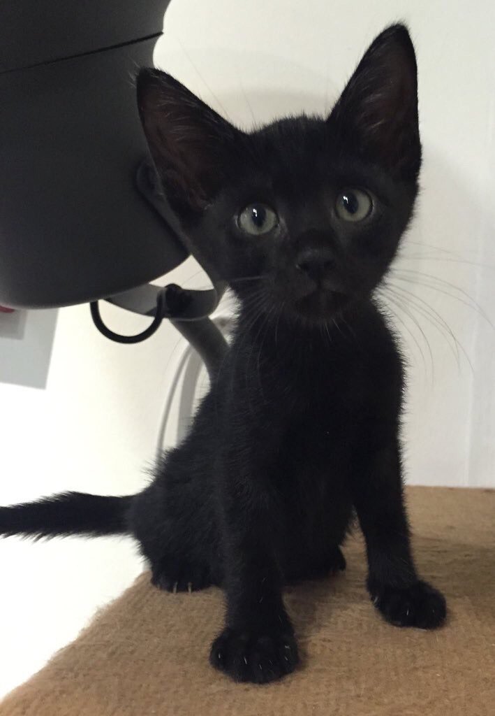 bob mortimer tweet media