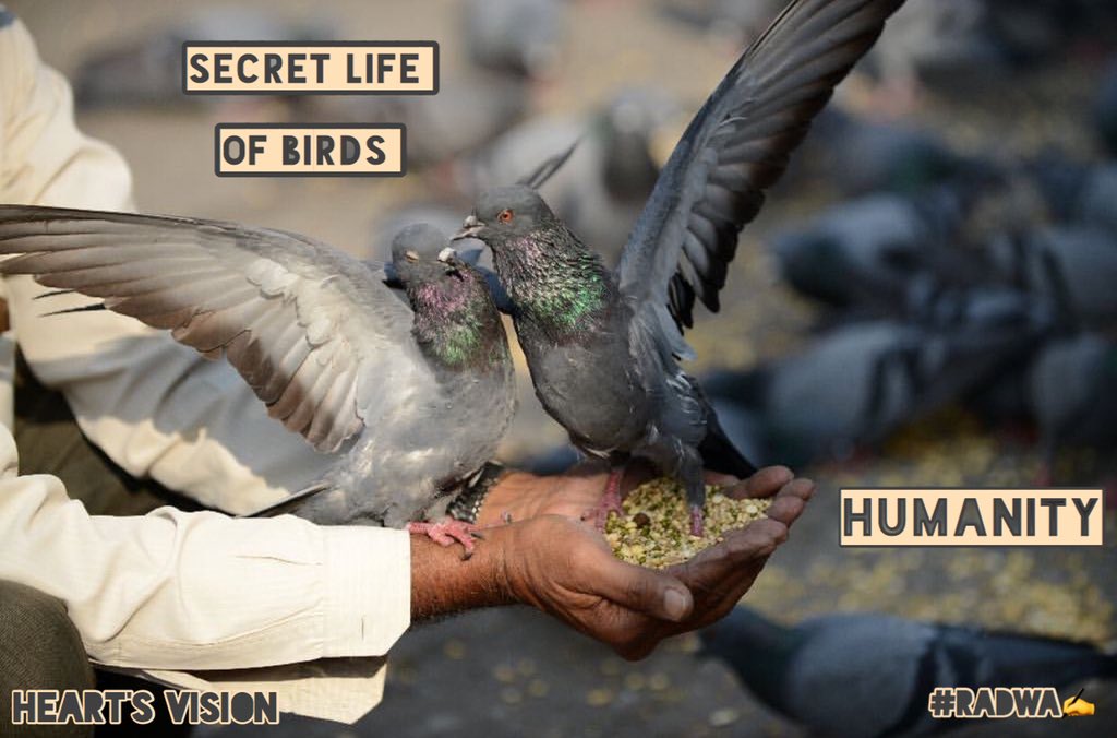 creat_vision's tweet photo. “We cannot despair of humanity, since we ourselves are human beings.”#alberteinstein 
#vision #passion  #words #different_view #eyes #beauty #inspiration #creativity #qoutes #birds #hearts #secret_life_of_pets #humanity #new_pic #editing_by_me #design #writing @Iamahuman2015 https://t.co/7GJYxhcBxF