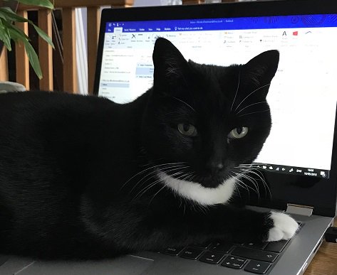 NicolaWorkman's tweet photo. National Black Cat Appreciation Day - does black with a little white count? Connie is my beautiful feline so don’t give in to the theory that black cats are unlucky! #BlackCatAppreciationDay #DebunkSuperstition #CatAtWork #VirtuallyYours #TheObviousSolution https://t.co/3E3i8yKmT0
