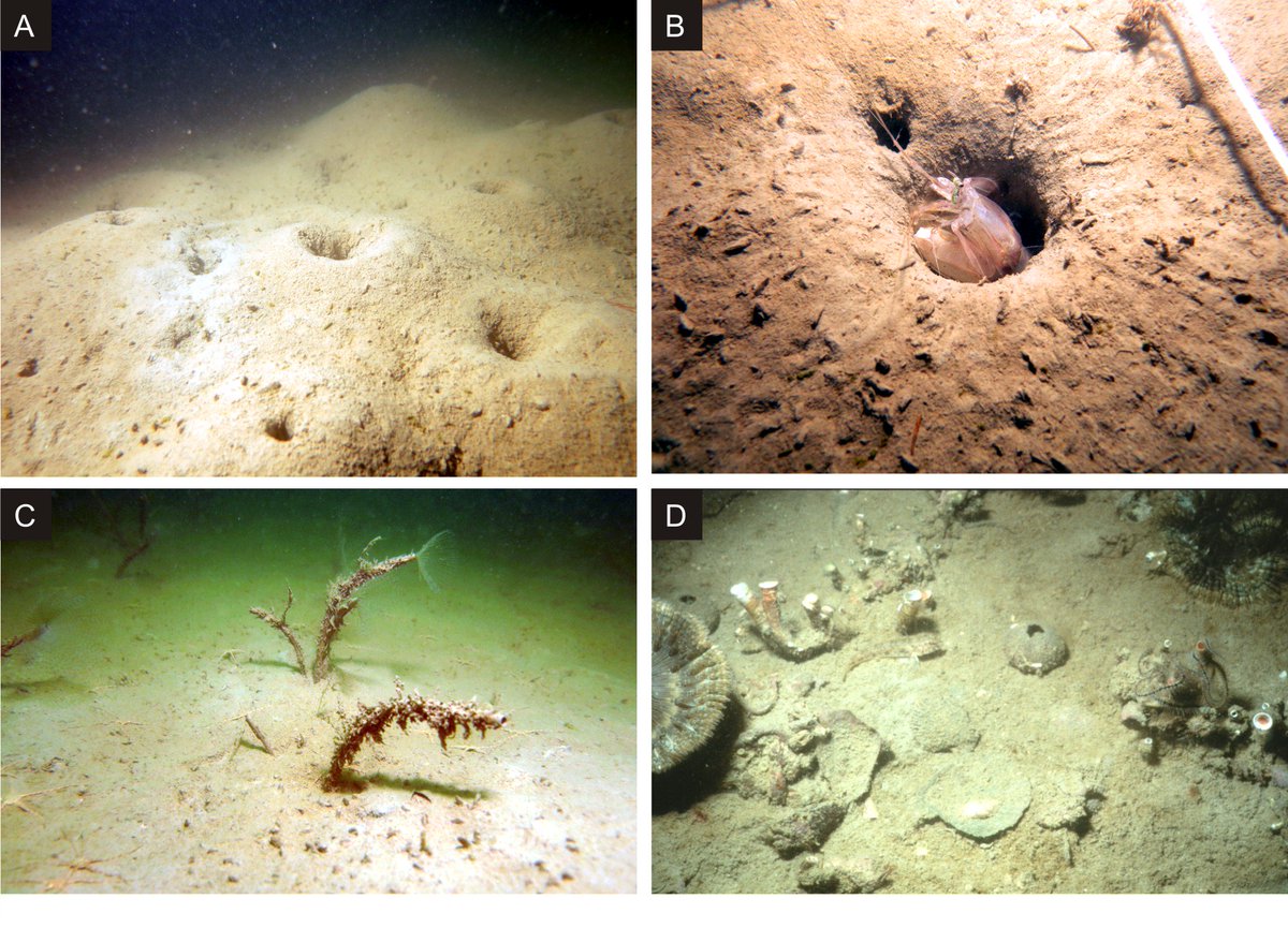 Eutrophication and hypoxia effects on bioturbation and mollusks in the northern Adriatic Sea doi.org/10.1017/pab.20… #conservationpaleobiology #Anthropocene #historicalecology #marineecology #Adriatic