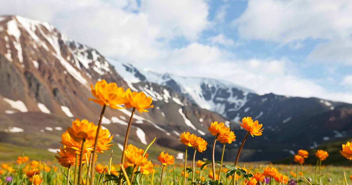 EvalarFrance's tweet photo. #Evalar cultive 1 000 hectares de #plantes dans les #montagnes de l’#Altaï, zone sans pollution, surnommée « les poumons de la planète ». Tous nos produits sont #naturels, #sansgluten et #sansOGM https://t.co/hDcueZfbev #phytotherapie #nature #qualite #actifsnaturels #gogreen https://t.co/Ctzf7oLiJI