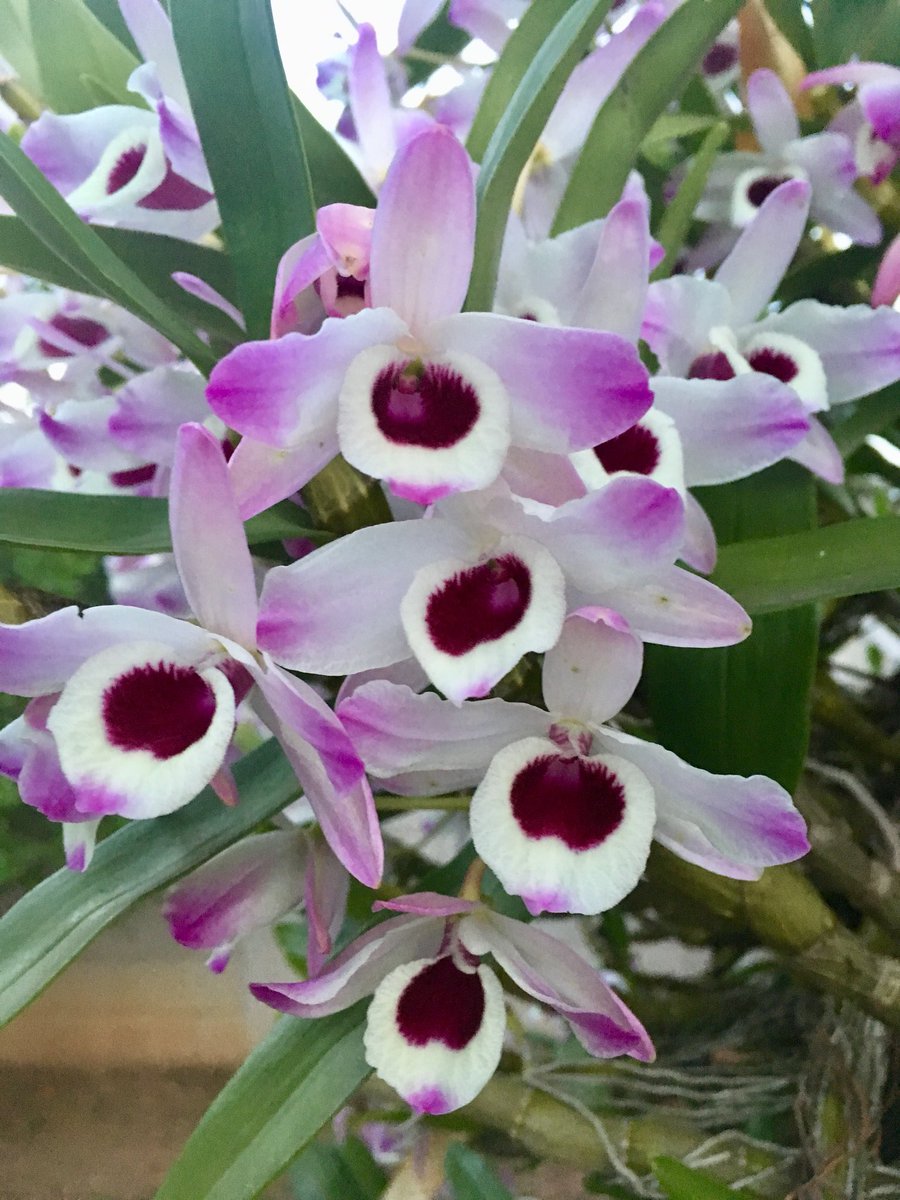tbt 2: Florescendo as Orquídeas! | DISCUTINDO CONTEMPORANEIDADES