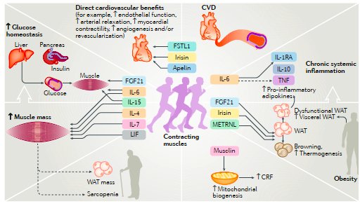 Exercise benefits in cardiovascular disease: beyond attenuation of traditional risk factors (Nature Reviews Cardiology (2018)🏋️‍♀️🏋️‍♂️🏋️‍♀️🏋️‍♂️ Resistance (strength) training in CVD:  nature.com/articles/s4156…