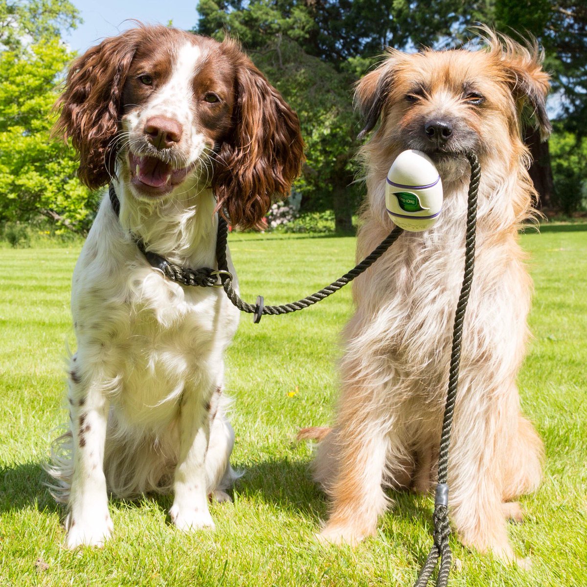 BecoPets's tweet photo. Taking your friends on walks๐๐ถ #becopets #becopocket https://t.co/VuK6X5BuGW