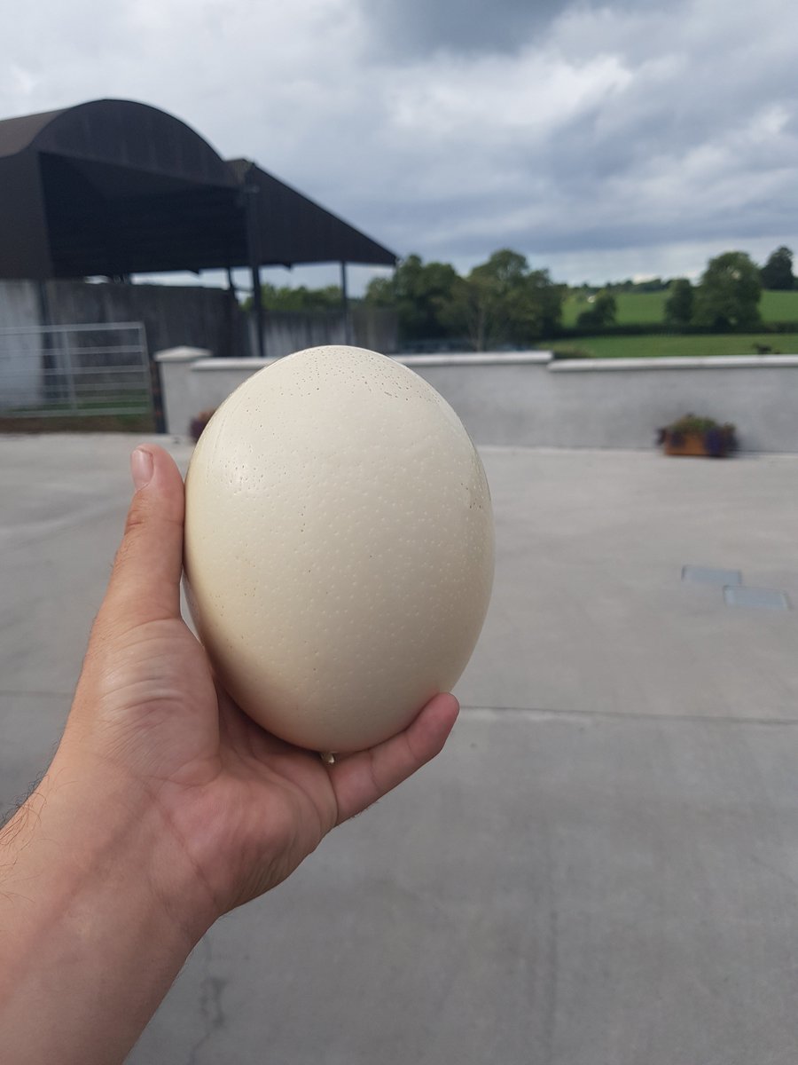 FarmInsuranceIE's tweet image. farminsuranceireland.ie visited a farm yesterday. The farmer gave us this as we were leaving. Thought it was a dinosaur egg #ostritch #jurassicpark #farminsuranceireland