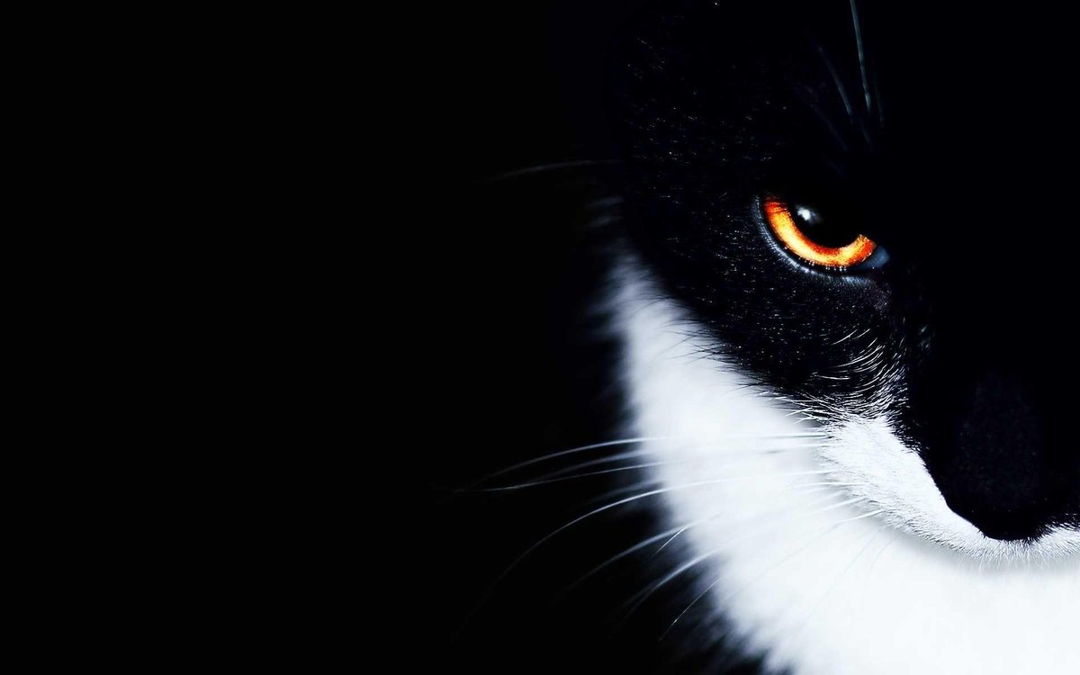 ppukpik167's tweet photo. #CAT
#EYE
#BlackCat https://t.co/lh0elMsBem