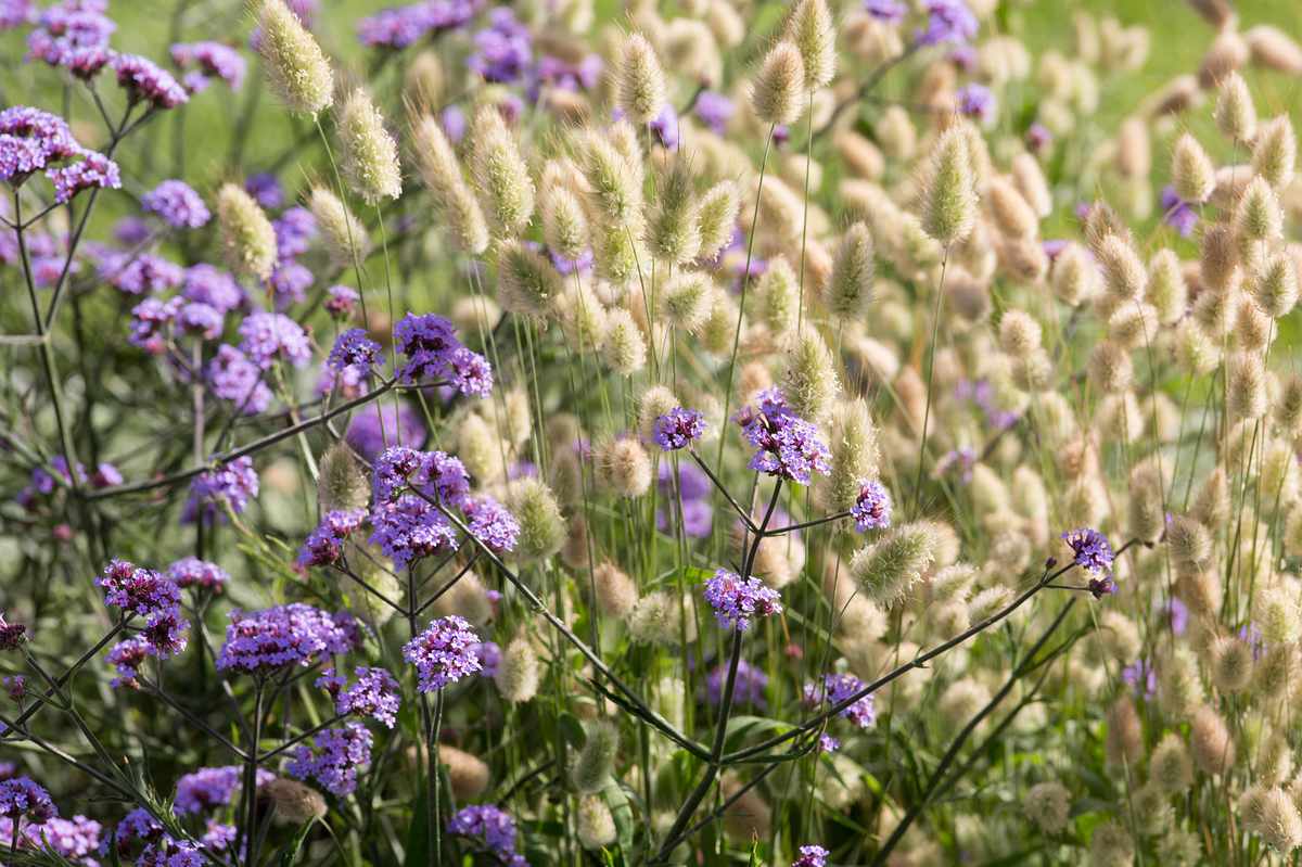 GWmag's tweet photo. 🌾 Grasses and their more muted tones provide the ideal foil for colourful flowers, helping them leap out and catch the eye. Here are eight beautiful combinations: https://t.co/2fEk9H9xcx https://t.co/DF2maomhoH
