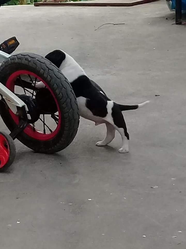 รักหมาจัง🐾 tweet media