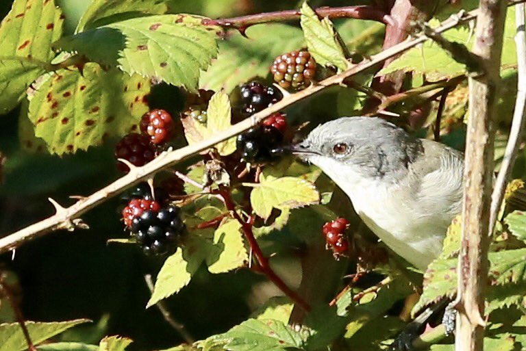TopvanTexel's tweet photo. #Braamsluiper (Lesser Whitethroat) doet zijn naam eer aan in de bramenstruik in het duingebied de #Tuintjes op #Texel! @waarneming https://t.co/PdKoQJ4IHU