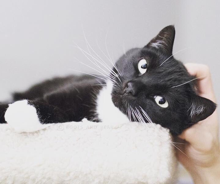 petprintsuk's tweet photo. Happy #BlackCatAppreciationDay ! Due to superstition, black cats are less likely to find their forever home and more likely to be put to sleep.. why not consider adopting a black cat? They’re not unlucky! 🐱 https://t.co/gee4bMOScH
