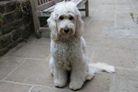 Borzoi Bookshop tweet media