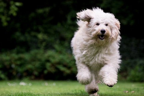 And here is Mabel - come and meet her <a href="/CotswoldFair/">The Christmas Fair</a> <a href="/daylesfordfarm/">Daylesford Farm</a> 7 Nov 11am with <a href="/ABrookfield1/">Amanda Brookfield</a> her owner and their book. Told you she's lovely! She may be going home with me!